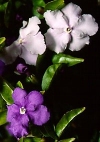 Brunfelsia pauciflora