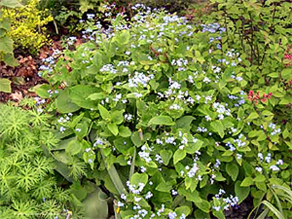 Photos Brunnera macrophylla - Largeleaf brunnera