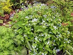 Brunnera macrophylla - Gro�bl�ttriges Kaukasus-Vergi�meinnicht