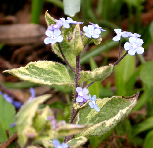 Photos Brunnera macrophylla - Largeleaf brunnera