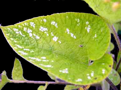 Photos Brunnera macrophylla - 