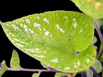 Photos Brunnera macrophylla - Largeleaf brunnera