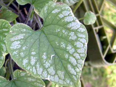 Photos Brunnera macrophylla - Largeleaf brunnera