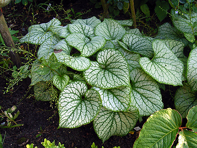 Photos Brunnera macrophylla - Largeleaf brunnera