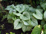 Brunnera macrophylla - Gro�bl�ttriges Kaukasus-Vergi�meinnicht Jack Frost