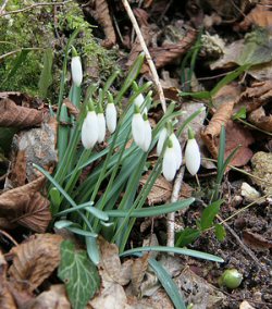 Bulbi Galanthus nivalis