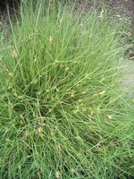 Buchloe dactyloides - 