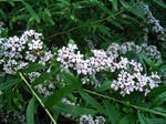Photos Buddleja alternifolia