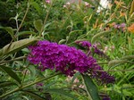 Photos Buddleja davidii