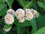 Photos Buddleja weyeriana