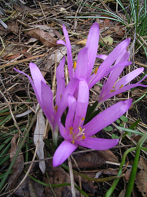 Photos Bulbocodium vernus - 