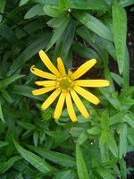 Photos Buphthalmum salicifolium