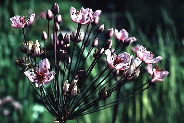 Photos Butomus umbellatus - Flowering rush