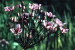 Butomus umbellatus - Blumen-Binse, Schwanen-Blume Rosenrot