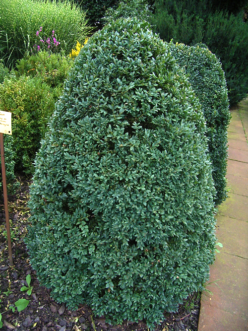 Photos Buxus sempervirens - Common box