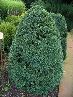 Photos Buxus sempervirens