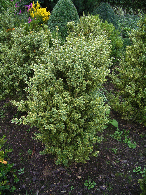Fotos Buxus sempervirens - 