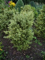 Buxus sempervirens - Buchsbaum Argenteo-Variegata