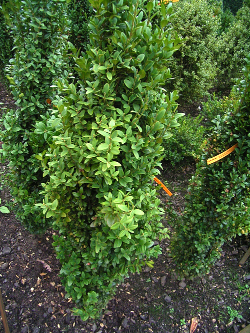 Photos Buxus sempervirens - Common box