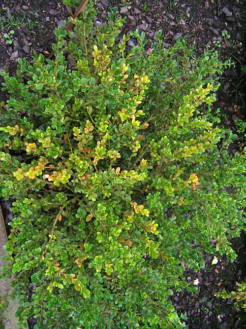 Photos Buxus sempervirens - Common box