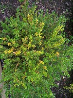 Buxus sempervirens - Buchsbaum Faulkner