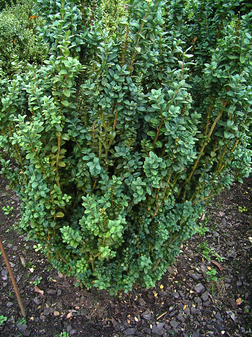 Photos Buxus sempervirens - Common box