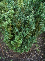 Buxus sempervirens - Buchsbaum Hardworthensis