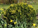 Buxus sempervirens - Buchsbaum