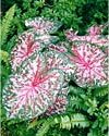 Caladium x hortolanum