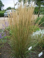 Photos Calamagrostis x acutiflora