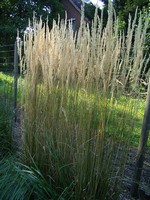 Photos Calamagrostis x acutiflora