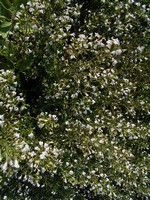 Calamintha grandiflora - Gro�bl�tige Bergminze, K�lme
