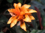 Calathea crocata - 