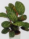Calathea makoyana