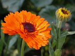 Calendula officinalis - Ringelblume
