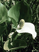 Calla palustris - Schlangenwurz, Sumpf-Calla