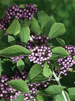 Callicarpa bodinieri var. giraldii - Liebesperlenstrauch