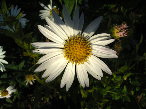 Photos  - 