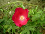 Photos Callirhoe involucrata