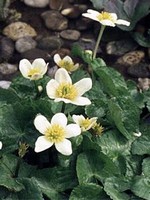 Caltha palustris var. alba - Sumpfdotterblume