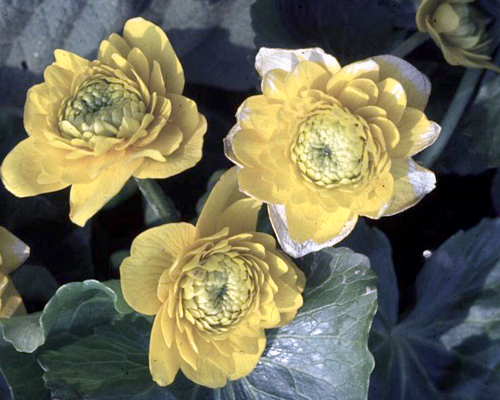 Fotos Caltha palustris - 