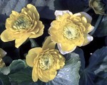 Caltha palustris - Sumpfdotterblume Multiplex