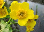 Caltha palustris - Sumpfdotterblume