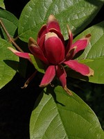 Photos Calycanthus floridus