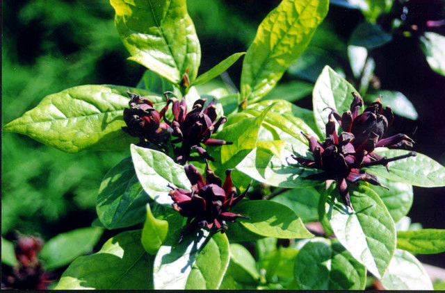 Photos Calycanthus occidentalis - Western sweetshrub