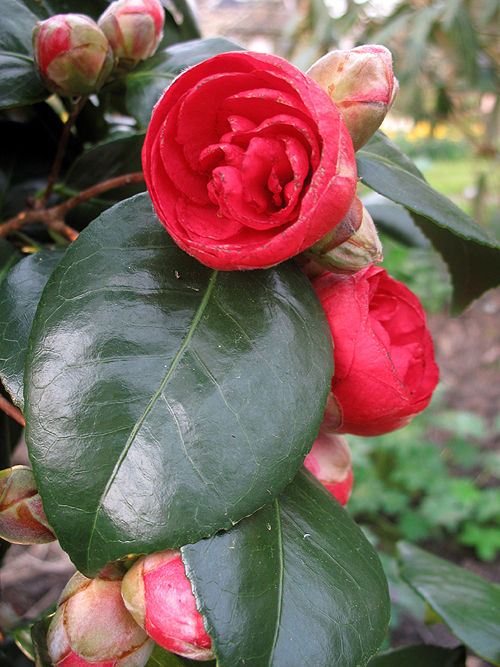 Photos Camellia japonica - 
