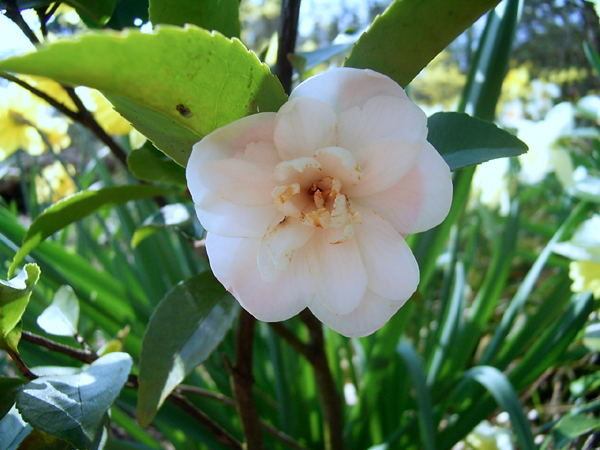 Photos Camellia japonica - 