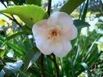 Photos Camellia japonica