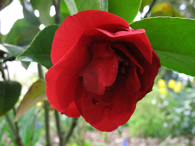 Photos Camellia japonica - 