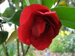 Camellia japonica - Kamelie Dr. Burnside